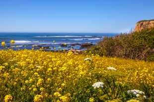 Mate Creek flowers and coastline-2195 Mate Creek flowers and coastline-2195
